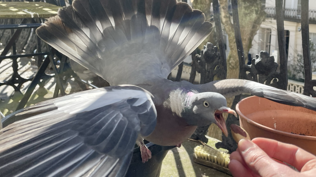 my local wood pigeon friend, woody, about to eat a brazil nut from my hand. he has both wings outstretched and leans forward, his beak wide open