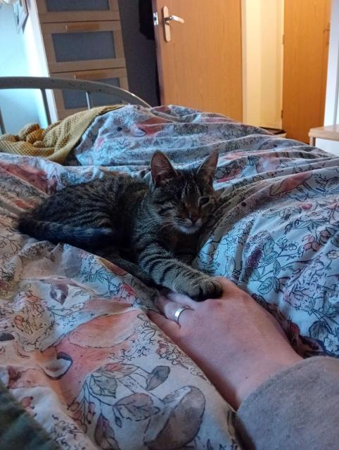 A tabby kitten with spots is on the bed. She has one eye and the other eye is dark and cloudy. She is absolutely tiny, and is reaching out to touch Joh's hand with one paw.