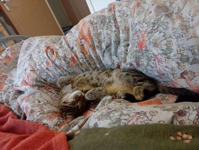 Wren the tabby kitten flopped and baring her belly on the bed. There is a big lump in the duvet beside her (that's Joh).