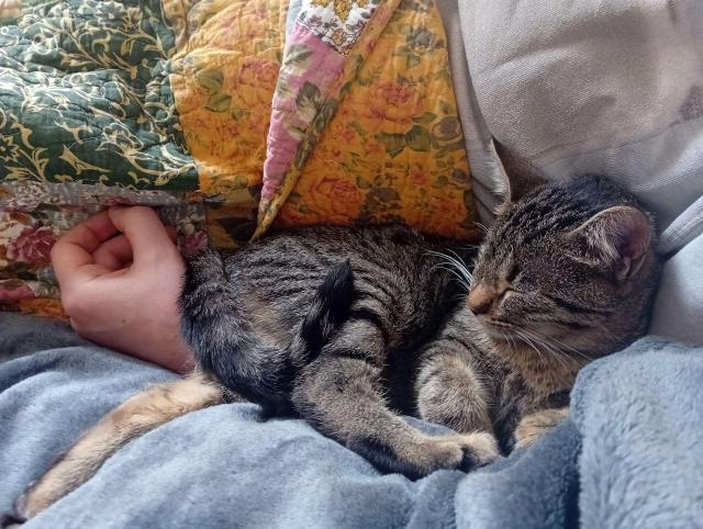 Wren the tabby kitten squeezed between me and Joh on the sofa. She is curled up in the crook of Joh's arm.