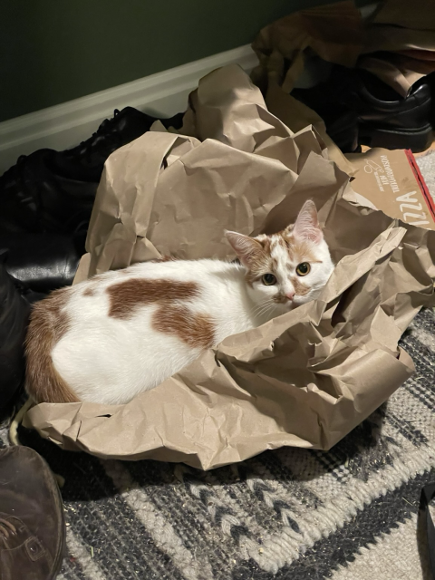 A white cat with orange patches and a pink nose is lounging in some packing paper on the floor. 