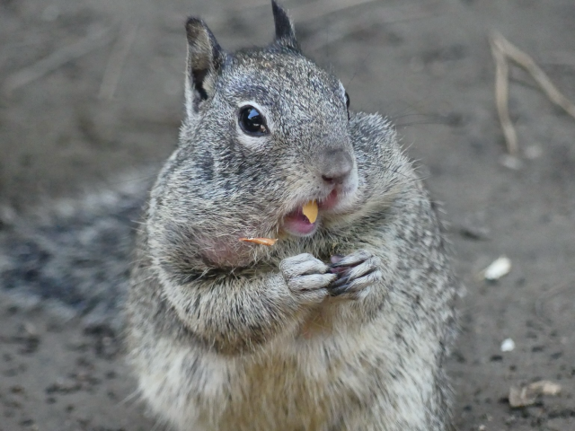 Almost the same posture but her mouth is open now but bits of peanut are coming out of her stuffed pouch that is bulging cutely