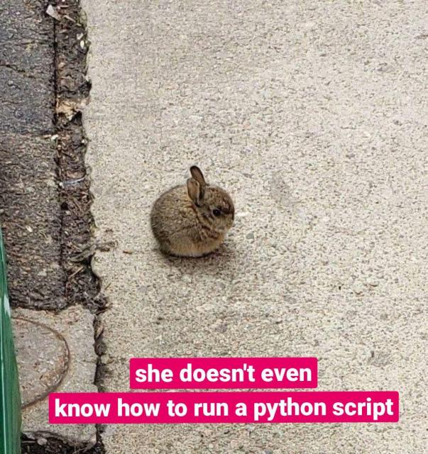 A very tiny, very round, very cute bunny. The image is captioned "she doesn't even know how to run a python script"