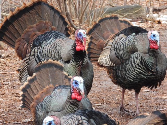 Four male wild turkeys in full breeding plumage, displaying their fanned tails. Their bodies a black but shining greenish, their heads are bright red and blue, and their fanned out tails are brown with a black stripe and an orange stripe along the outer edge.