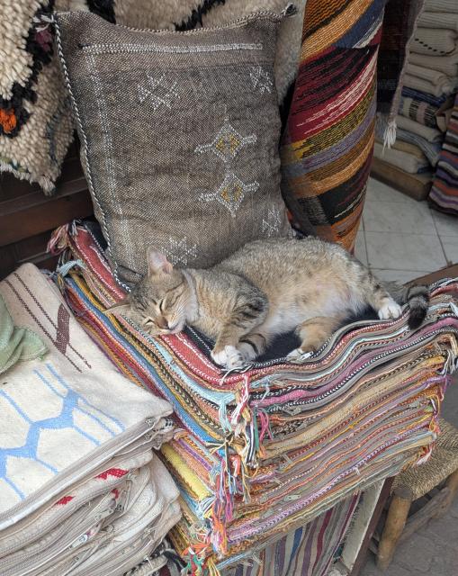 Mottled grayish Moroccan street cat laying on a pile of colorful fabrics in front of a mottled grayish pillow.