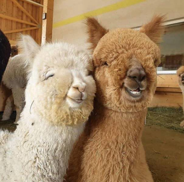 2 fluffy alpacas, one white, one brown, smile for the camera.