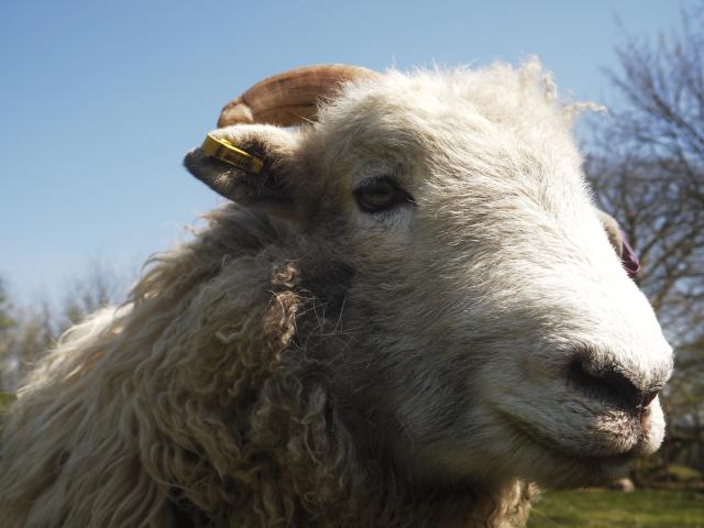 Close view of Buster showing his lovely horn and thick little ear