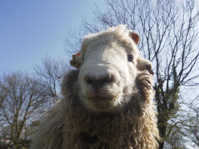 Close view of Buster in which you can see right up his nose
