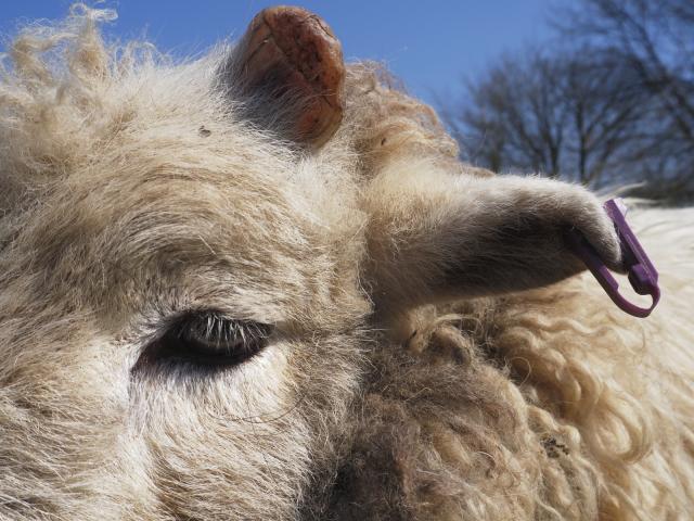 Close view of Buster where you can see his left eye, his thick little ear with a purple ear tag on it, bending the end of his ear over slightly, and the weirdly shaped bit of horn he is managing to produce on that side after it having broken off a few months ago. We hope he gets to keep it!