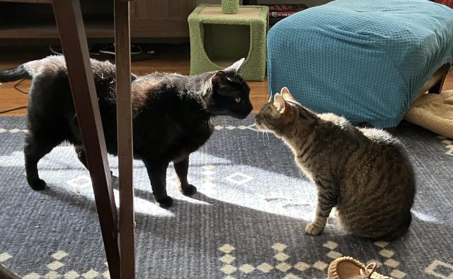 My giant cat shadow touching noses with my regular sized cat ripple. She is sitting and he is standing and he is easily three or four times as big as her