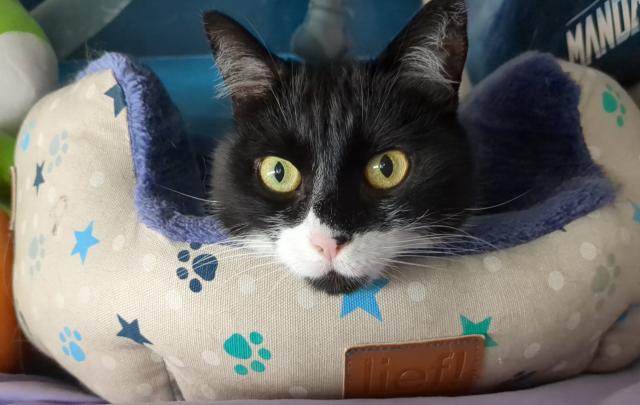 Black and white cat  looking at the camera