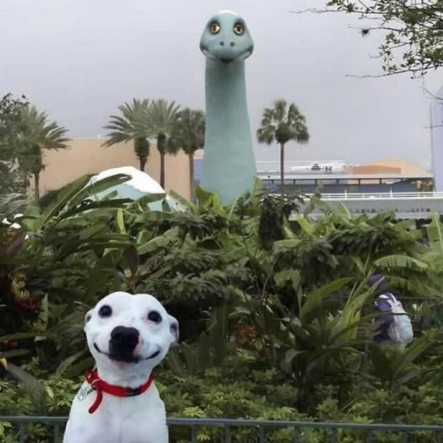 dog and dino