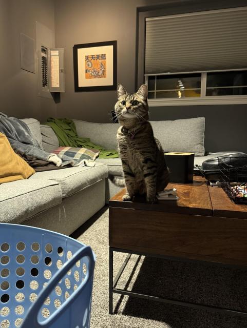A cat on a low table in a room at night looking past the photographer who is sitting on the floor.
