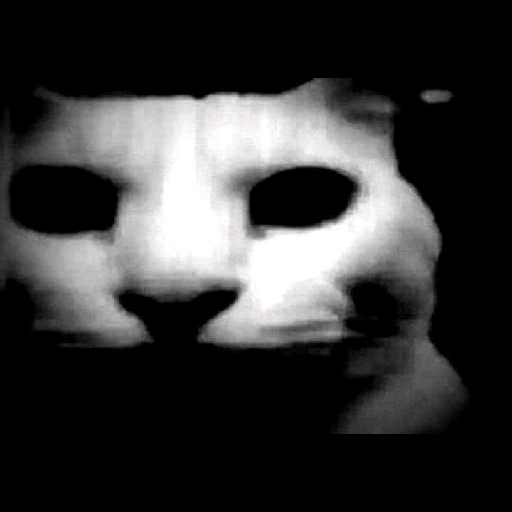 A meme of a cat that looks disturbed