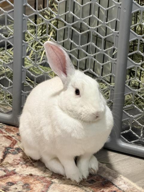 A small white rabbit is sitting on a patterned rug, in front of a gray pet gate with hay visible in the background. The rabbit has large ears and a round body, appearing calm and attentive.