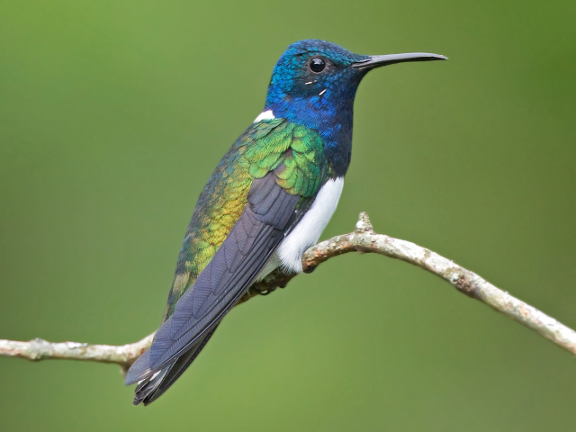 A hummingbird with blue head, green back, and white belly sits on a branch against a green background. Photo Michel Gutierrez / Macaulay library.