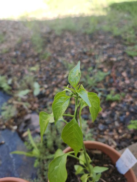 Photo showing a serrano plant leaf with a green assassin bug on it