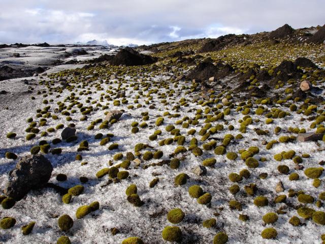 A dark and rather dirty ice surface stretches from foreground to back ground where some pointy mountains rise into the cloud. The surface is covered in fist-sized balls of moss. Some dark pyramid shaped piles of dirt (actually volcanic ash with an ice core) are rising on the right side of the photo