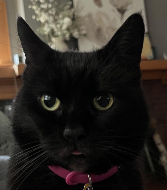 A photo of a black cat staring into the camera with her tongue sticking out a little bit.