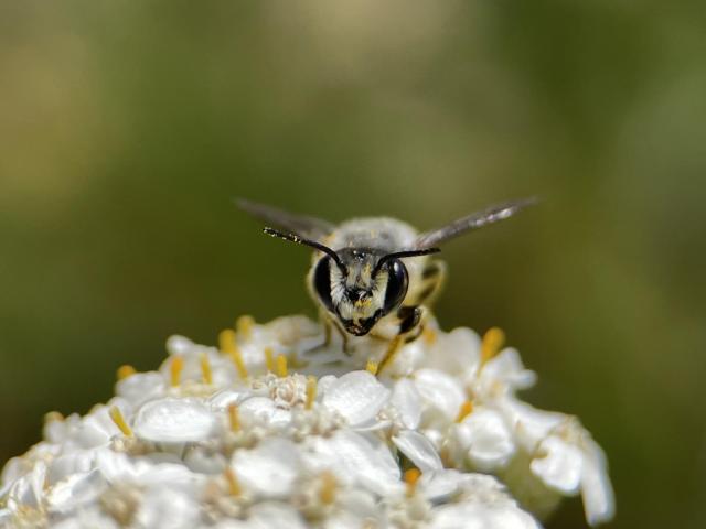 A small black and gray bee looks right at camera as it sits on the top of a white yarrow flowerhead. A few yellow pollen grains stick to its antenna. Background is soft blur of garden greens