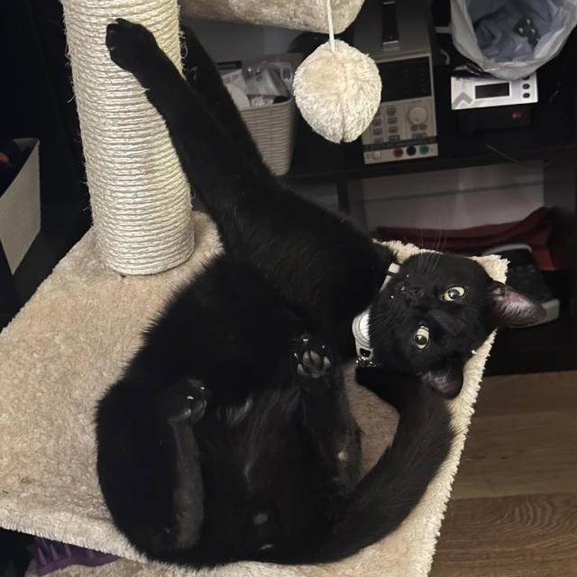 My black cat looking like a great big doofus