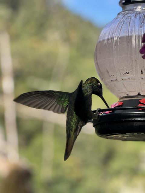 A hummingbird at a feeder