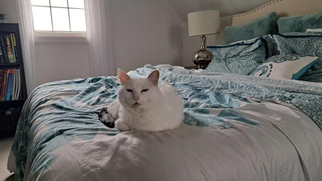 who are you to dare disturb my slumber!

sleepy cat on the bed