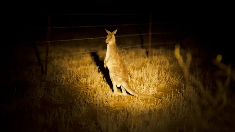 kangaroo at night