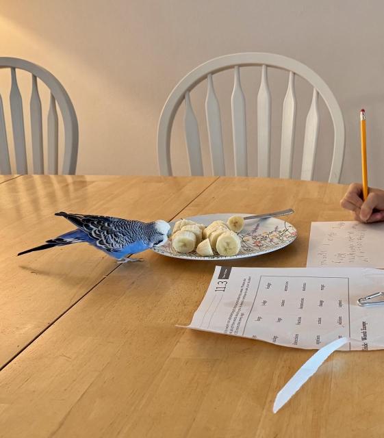 A parakeet eating bananas off of a plate.