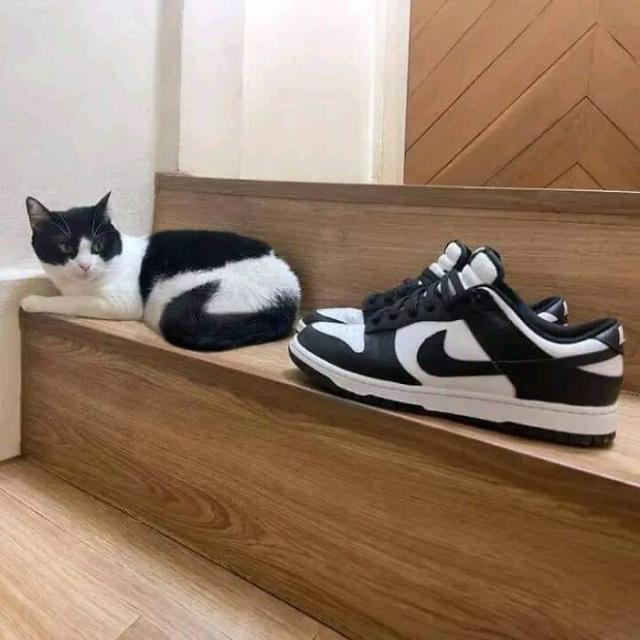 swoosh kitty
