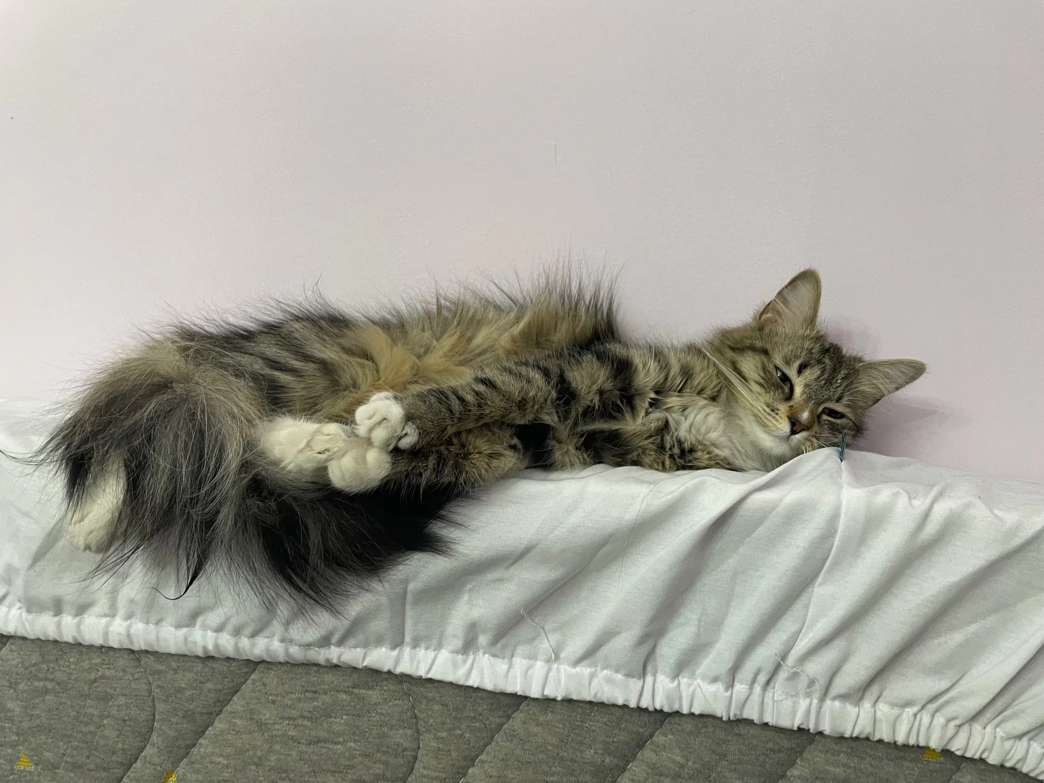 Nova flopped on top of a matress leaning against the wall. She looks VERY eepy, with her paws extended and hanging in the air