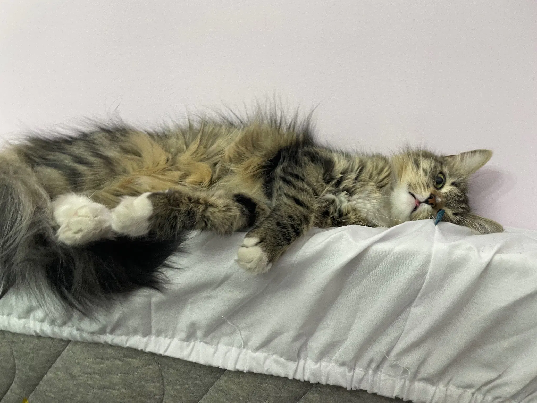 Same but viewed closer, showing her goofy face