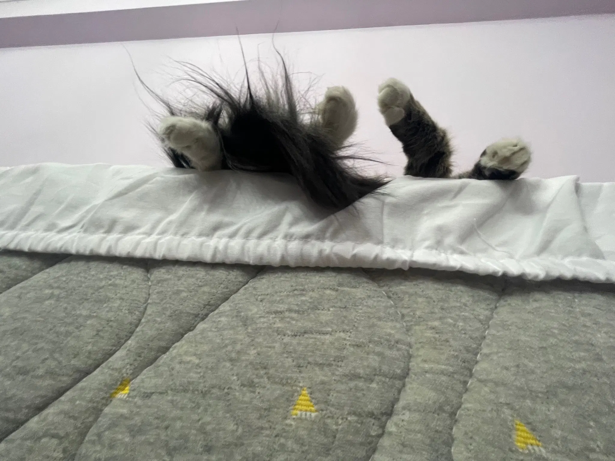 A view from bellow showing off the paws and tail hanging in the air