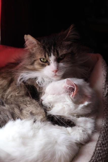 Photo of my two cats, Fergus and Francie, snuggled in a cushy cat bed together. Fergus, a large brown tuxedo tabby, has his forelegs wrapped around Francie, a petite white cat. Francis is blissfully snoozing against his chest while Fergus looks at the camera.
