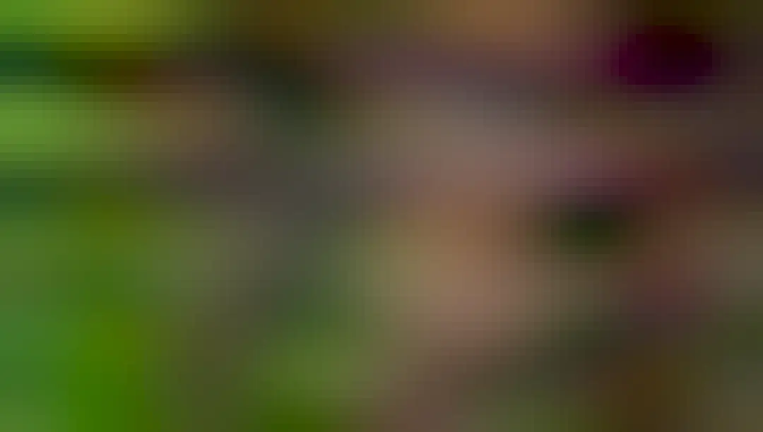 The David’s Echymipera is a tiny cute forest floor dwelling #marsupial scurrying through #PapuaNewGuinea's forests eating #insects. #Endangered by #deforestation and hunting, help them when you #Boycott4Wildlife @palmoildetect https://wp.me/pcFhgU-sE?utm_source=mastodon&utm_medium=Palm+Oil+Detectives&utm_campaign=publer 