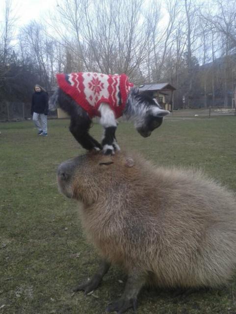 capybara and goat