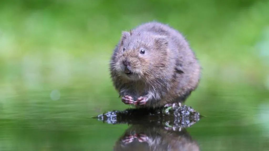 water vole