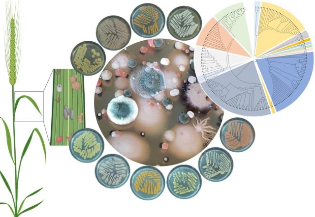 Illustration about microbes on plant surface