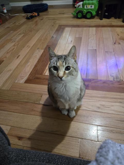 Roe, a lynx point siamese cat, is standing primly in front of me, silent, staring intensely. she has been doing this for long enough now that I am a bit uncomfortable 