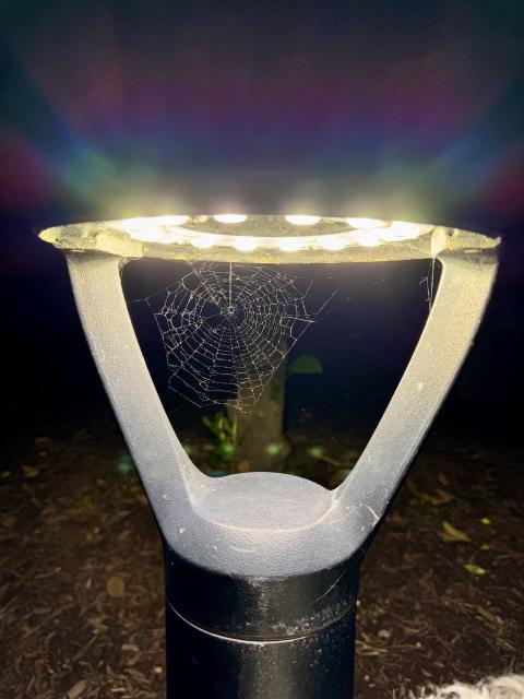 Spider web within a city light