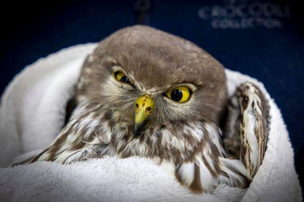 owl in towel