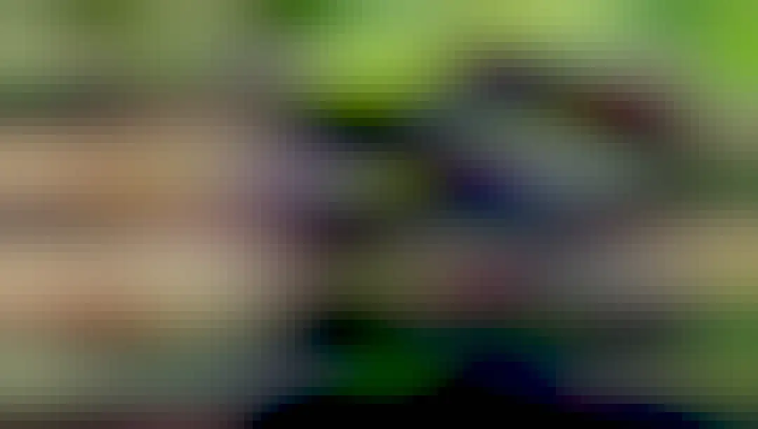 Playful and boisterous #sun bears 🐻🪩🎉🪅 are the rolly-polly tricksters of SE #Asia's #rainforests. They're vulnerable mainly from #palmoil #deforestation. Fight for them and #Boycottpalmoil #Boycott4Wildlife in the supermarket @palmoildetect.bsky.social https://wp.me/pcFhgU-jY?utm_source=mastodon&utm_medium=Palm+Oil+Detectives&utm_campaign=publer