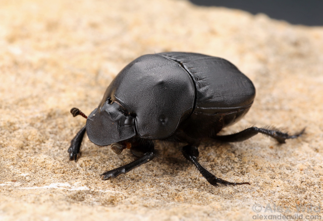 Macro photo of a large, stocky black beetle, hump-backed like a bison, standing on limestone, its small clubbed antennae deployed. 