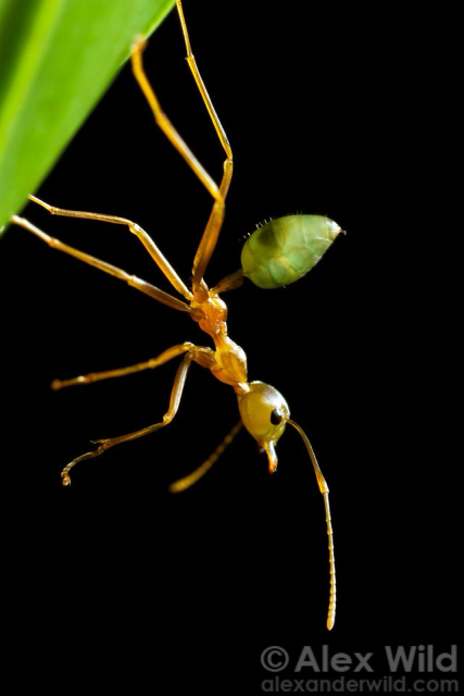 Macro photo in portrait orientation of a slender light brown leggy ant with a pale green abdomen hanging off the side of a leaf against a pure black background, backlit so that the insect is translucent and appears to glow.