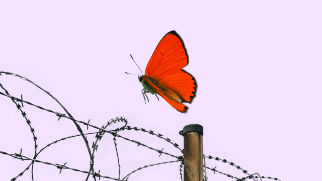 "May 35th" – Butterfly flying over a wall