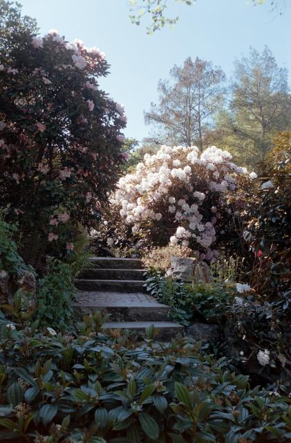 Stone steps lead upward through a lush garden, surrounded by blooming rhododendron bushes with pink and white flowers. Sunlight filters through the foliage, and tall trees are visible in the background against a clear blue sky.