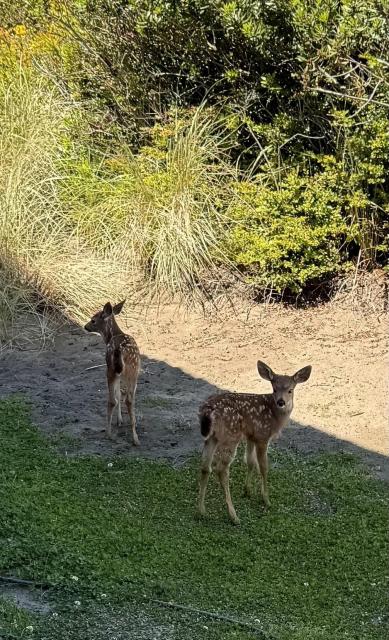 Two young fawns are standing in a grassy area, surrounded by greenery. The scene is sunny, showing a mix of grass and sandy ground.