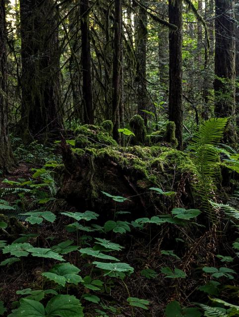 A 3 leaf plant growing on top of an old moss covered stump in the middle of a forest.