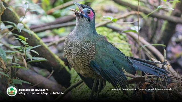 In #rainforests of #Sumatra is a rare melody of "eee-wow eee-wow" by the Sumatran Ground Cuckoo - long thought #extinct. Now critically endangered by #palmoil #deforestation. Fight for them when you #BoycottPalmOil #Boycott4Wildlife 🌴💩☠️ https://palmoildetectives.com/2021/01/21/sumatran-ground-cuckoo-carpococcyx-viridis/?utm_source=mastodon&utm_medium=Palm+Oil+Detectives&utm_campaign=publer 