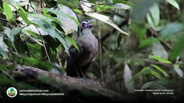 In #rainforests of #Sumatra is a rare melody of "eee-wow eee-wow" by the Sumatran Ground Cuckoo - long thought #extinct. Now critically endangered by #palmoil #deforestation. Fight for them when you #BoycottPalmOil #Boycott4Wildlife 🌴💩☠️ https://palmoildetectives.com/2021/01/21/sumatran-ground-cuckoo-carpococcyx-viridis/?utm_source=mastodon&utm_medium=Palm+Oil+Detectives&utm_campaign=publer 